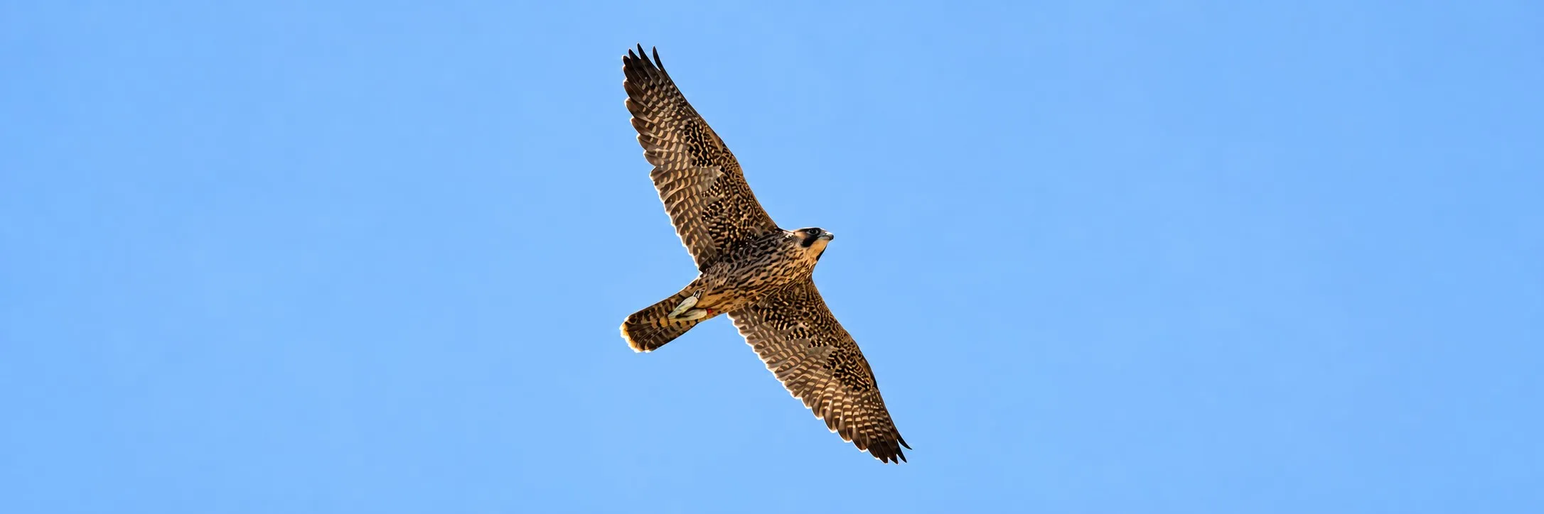 A falcon in flight, wings spread, against a clear sky.